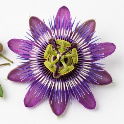 Passion flower